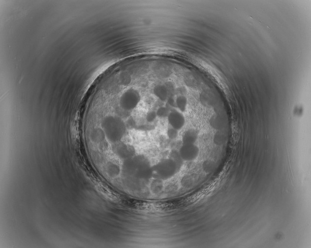 X0000098230875200805081219