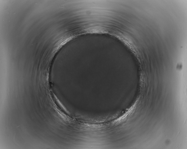 X0000098230881200805081219