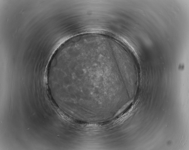 X0000098230883200805081219