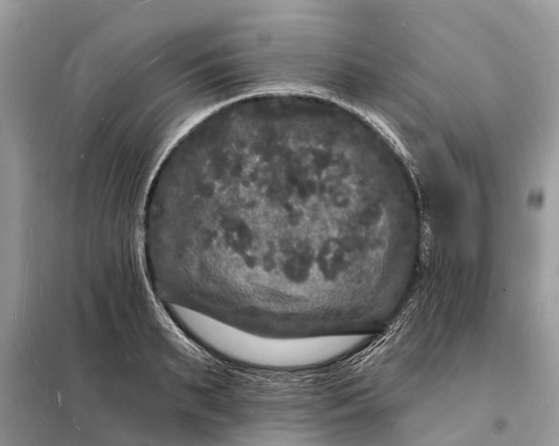 X0000098230895200805081219