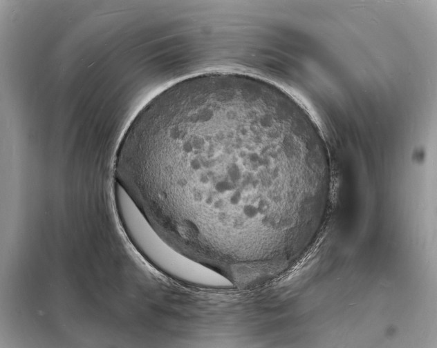 X0000098230903200805081219