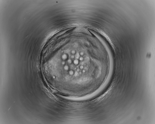 X0000098230930200805081218