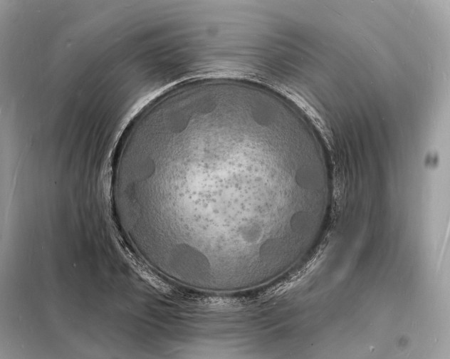 X0000098230933200805081219