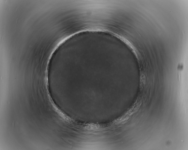 X0000098230935200805081219