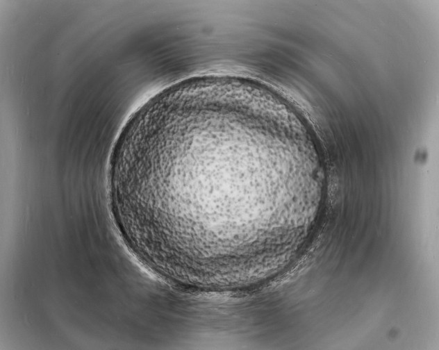 X0000098230990200805081218