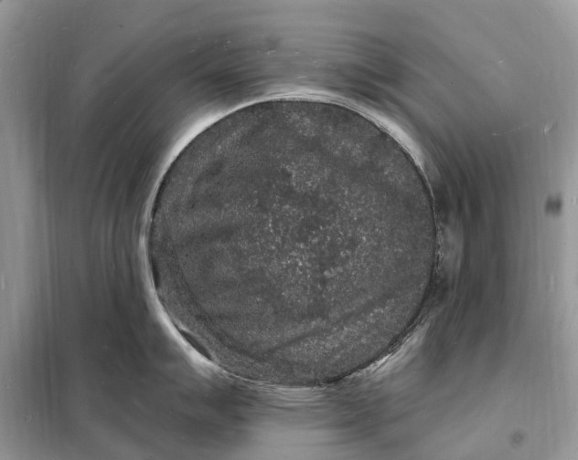 X0000098231007200805081217