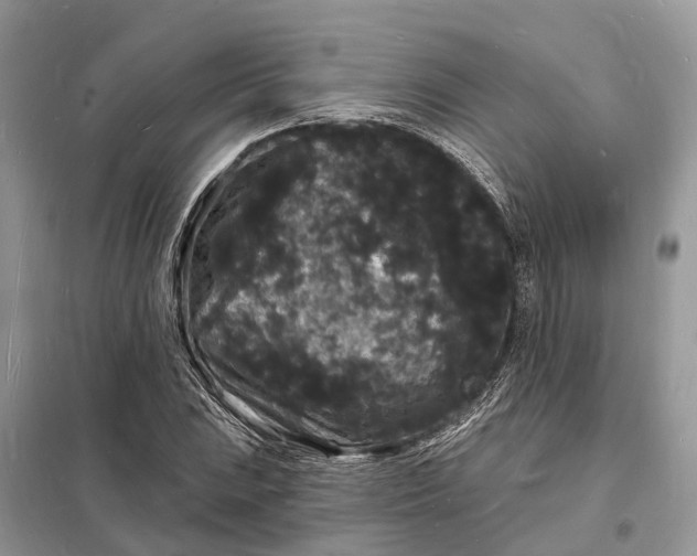 X0000098231023200805081217