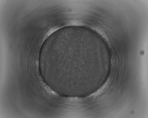 X0000098231025200805081217