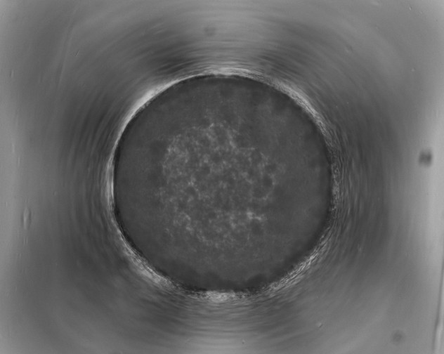 X0000098231032200805081217