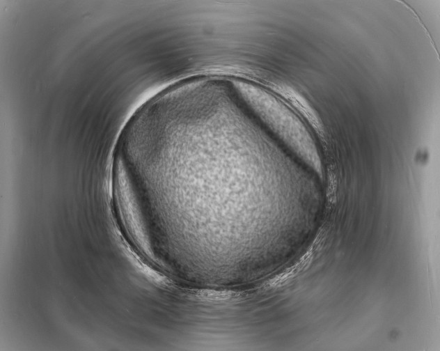 X0000098231036200805081217