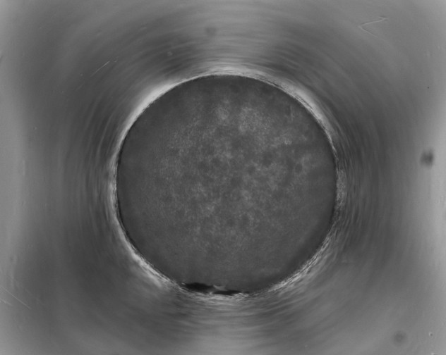 X0000098231048200805081217