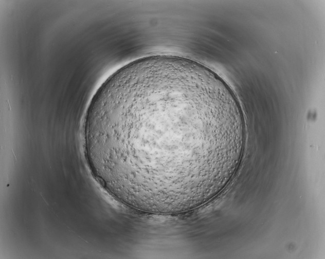 X0000098231056200805081217