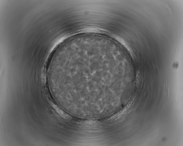 X0000098231067200805081216