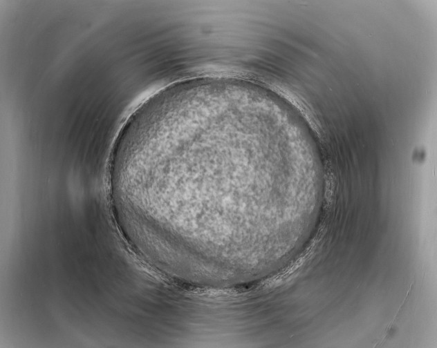 X0000098231074200805081216