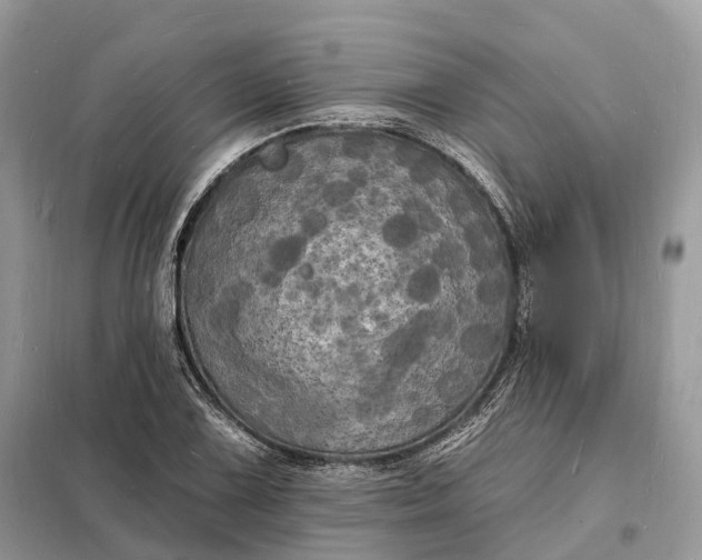 X0000098231075200805081216