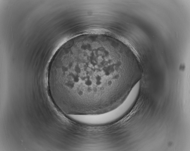 X0000098231083200805081216