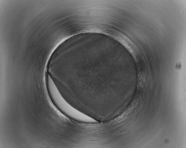 X0000098231084200805081216