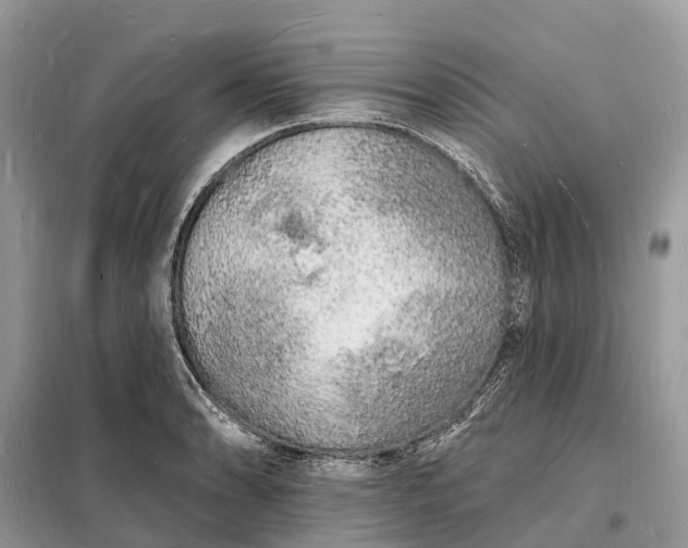 X0000098231086200805081216