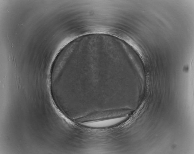 X0000098231088200805081216