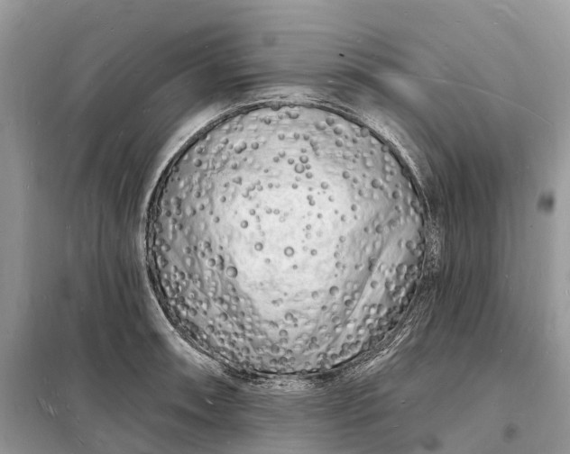 X0000098231090200805081216