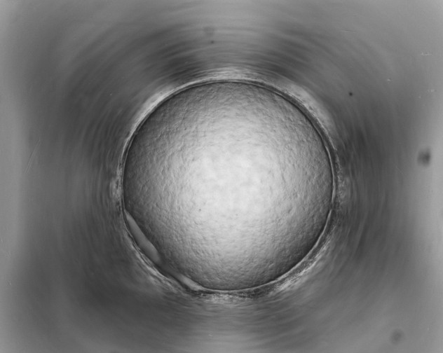 X0000098231097200805081216