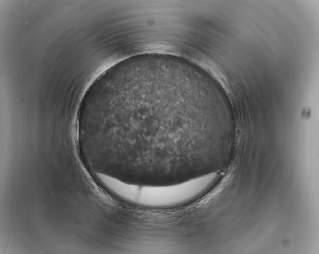 X0000098231125200805081215