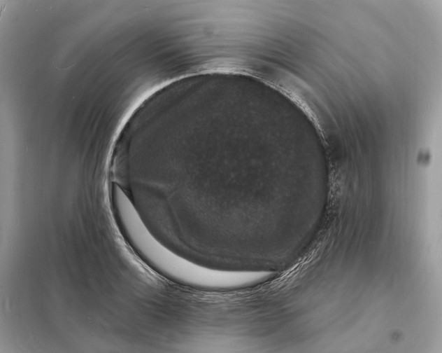 X0000098231132200805081216