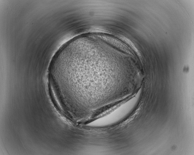 X0000098231133200805081216