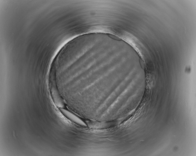 X0000098231140200805081216