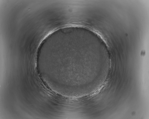 X0000098231165200805081215