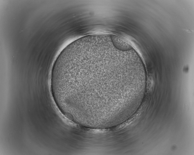 X0000098231195200805081214