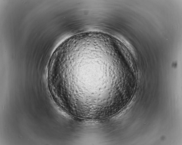 X0000098231198200805081214