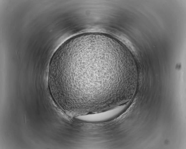 X0000098231228200805081214