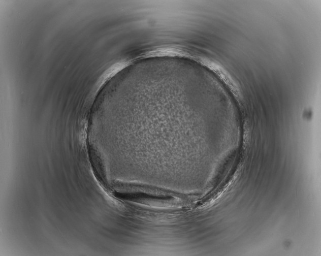 X0000098231233200805081214