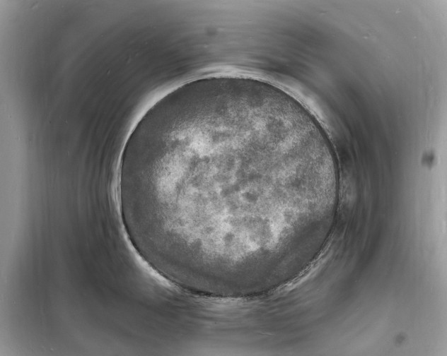 X0000098231247200805081214