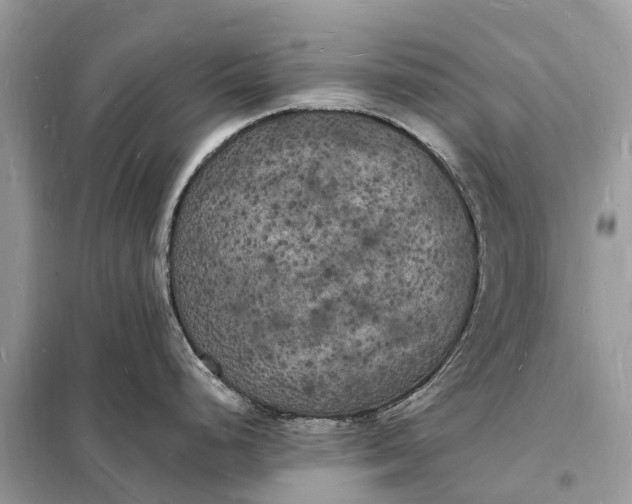 X0000098231248200805081214