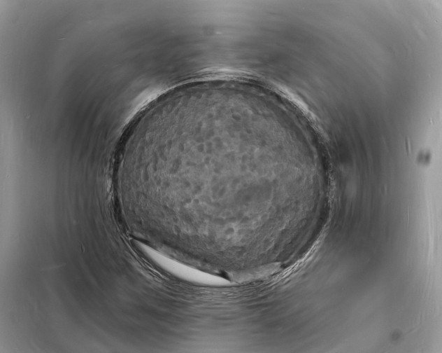 X0000098231259200805081214