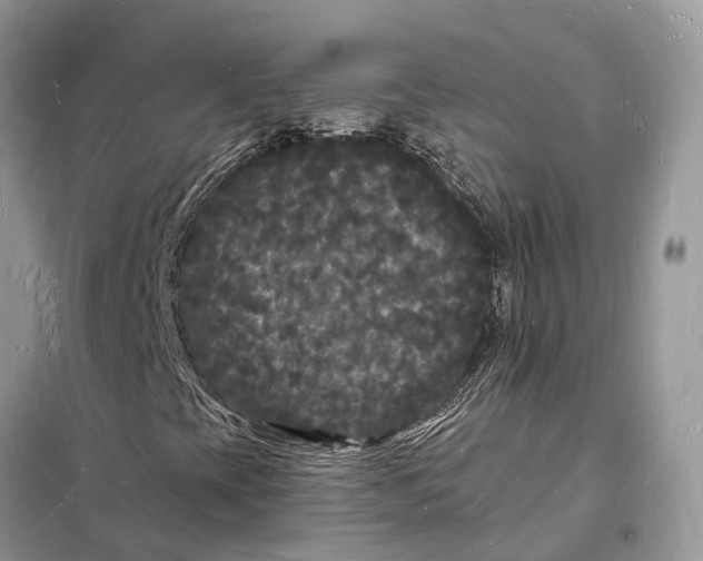 X0000098231393200805081211