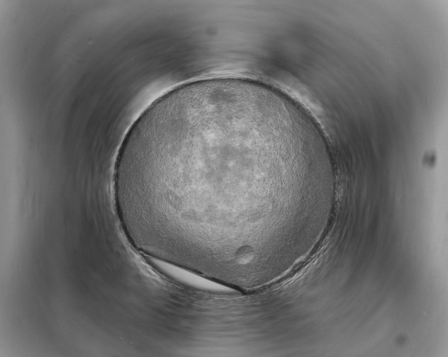 X0000098231423200805081211
