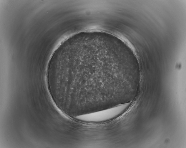 X0000098231429200805081211