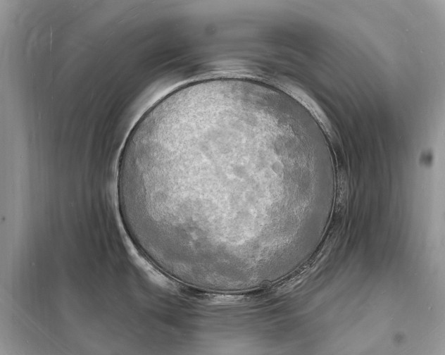 X0000098231439200805081211