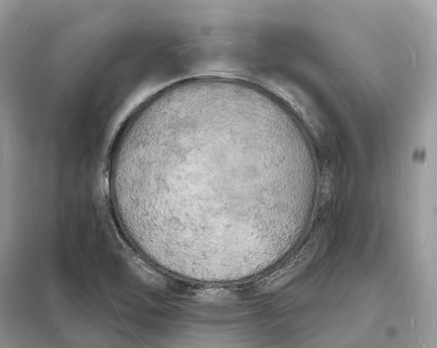 X0000098231462200805081210