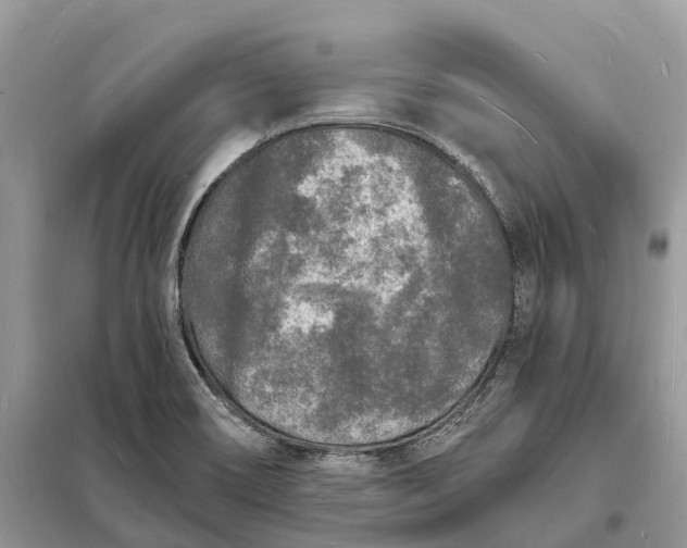X0000098231466200805081210