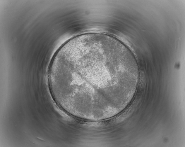 X0000098231474200805081210