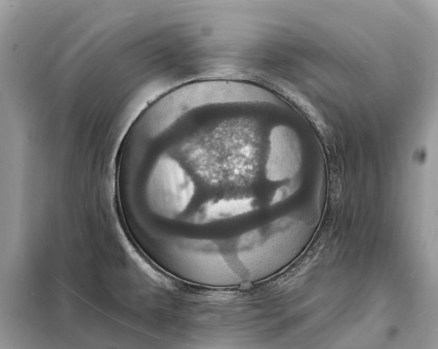 X0000098231479200805081210