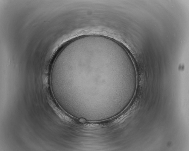 X0000098231499200805081209