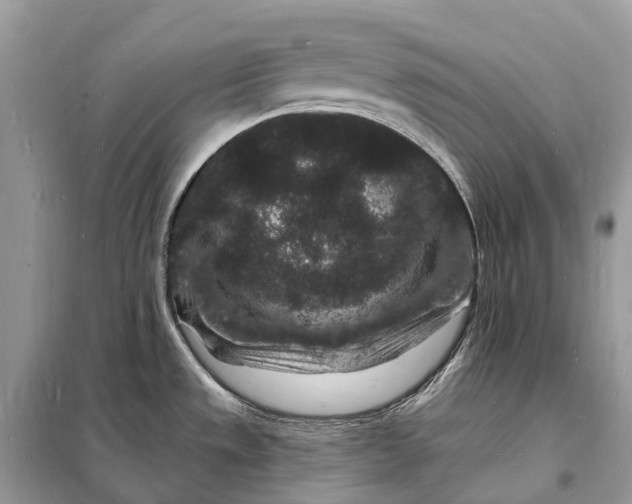 X0000098231533200805081210