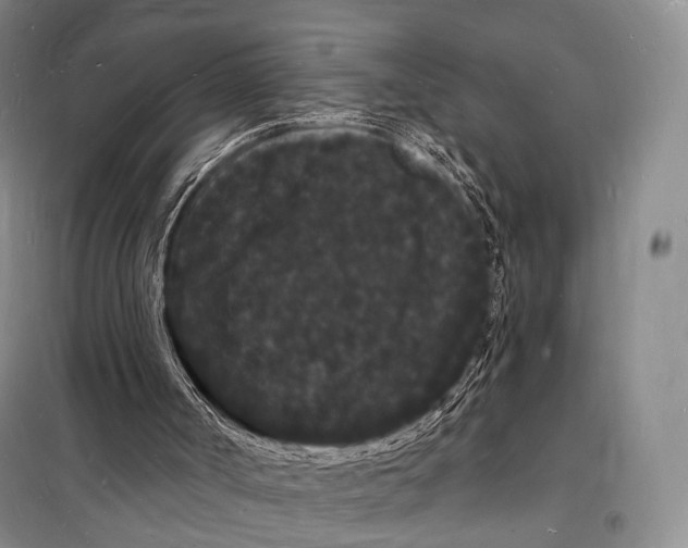 X0000098230002200805151352