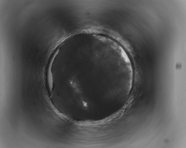 X0000098230009200805151352