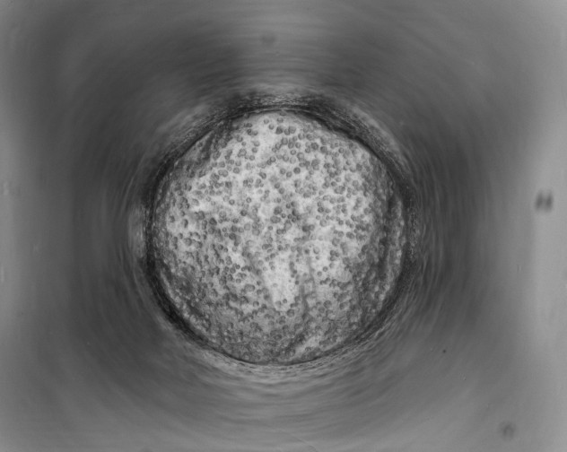 X0000098230026200805151352